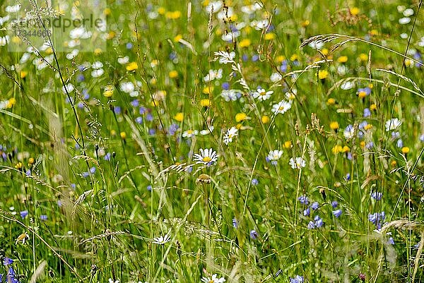 Wilde Blumen und Gräser in natürlicher Blumenwiese  Deutschland  Europa