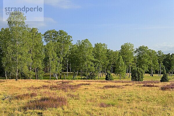 Heidelandschaft  Oberoher Heide  Wacholder (Juniperus communis) und Birken (Betula) am Rand der blühenden Besenheide (Calluna Vulgaris)  Naturpark Südheide  Lüneburger Heide  Niedersachsen  Deutschland  Europa