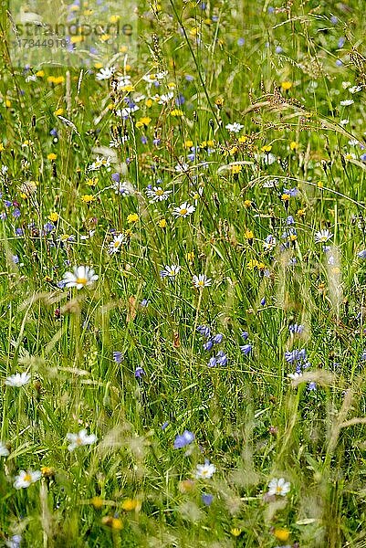 Wilde Blumen und Gräser in natürlicher Blumenwiese  Hintergrundbild  Deutschland  Europa