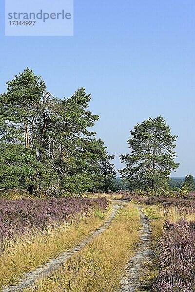 Heidelandschaft  Haußelberg  118 m hohe Erhebung mit Kiefern (Pinus) und blühender Besenheide (Calluna Vulgaris)  Naturpark Südheide  Lüneburger Heide  Niedersachsen  Deutschland  Europa