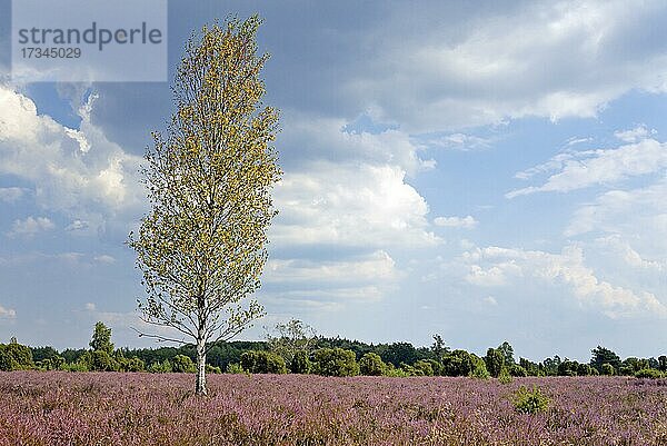 Heidelandschaft  Wacholderwald Schmarbeck  Birke (Betula)  Wacholder (Juniperus communis) und blühende Besenheide (Calluna Vulgaris)  Naturpark Südheide  Lüneburger Heide  Niedersachsen  Deutschland  Europa