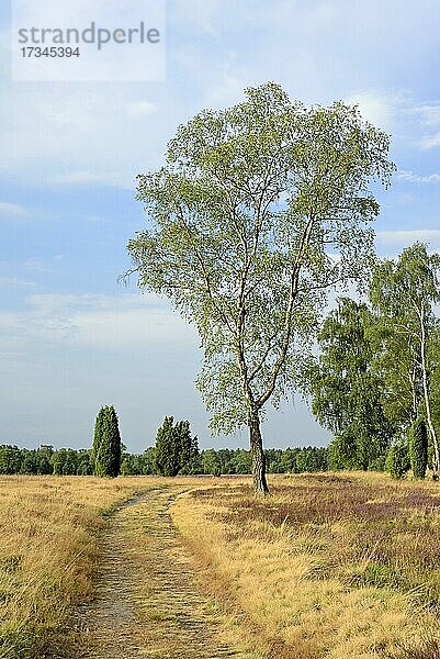 Heidelandschaft  Oberoher Heide  Wacholder (Juniperus communis)  Birken (Betula) und blühende Besenheide (Calluna Vulgaris)  Naturpark Südheide  Lüneburger Heide  Niedersachsen  Deutschland  Europa