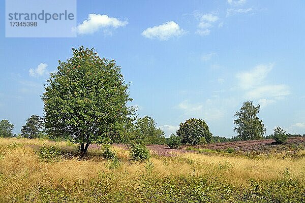 Heidelandschaft  Wietzer Berg  Vogelbeere (Sorbus aucuparia) und blühende Besenheide (Calluna Vulgaris)  blauer Wolkenhimmel  Naturpark Südheide  Lüneburger Heide  Niedersachsen  Deutschland  Europa