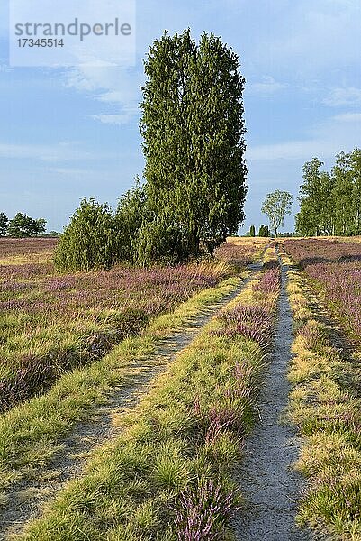 Heidelandschaft  weitläufige Oberoher Heide  Wacholder (Juniperus communis)  Birken (Betula) und blühende Besenheide (Calluna Vulgaris)  Naturpark Südheide  Lüneburger Heide  Niedersachsen  Deutschland  Europa