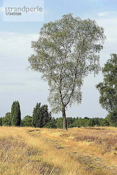 Heidelandschaft  Oberoher Heide  Wacholder (Juniperus communis)  Birke (Betula) und blühende Besenheide (Calluna Vulgaris)  Naturpark Südheide  Lüneburger Heide  Niedersachsen  Deutschland  Europa