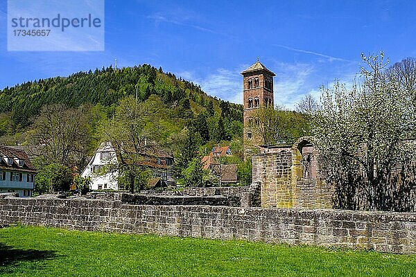 Kloster Hirsau  ehemalige Klosteranlage St. Peter und Paul  romanisch  bei Calw  Schwarzwald  Baden-Württemberg  Deutschland  Europa