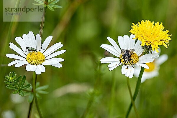 Spanische Fliege (Lytta vesicatoria) und Echte Fliege (Muscidae) auf blühenden Margeriten (Leucanthemum) in wilder  natürlicher Blumenwiese  Deutschland  Europa