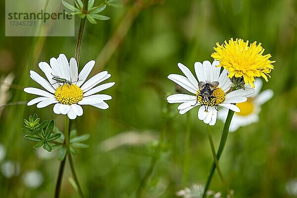 Spanische Fliege (Lytta vesicatoria) und Echte Fliege (Muscidae) auf blühenden Margeriten (Leucanthemum) in wilder  natürlicher Blumenwiese  Deutschland  Europa