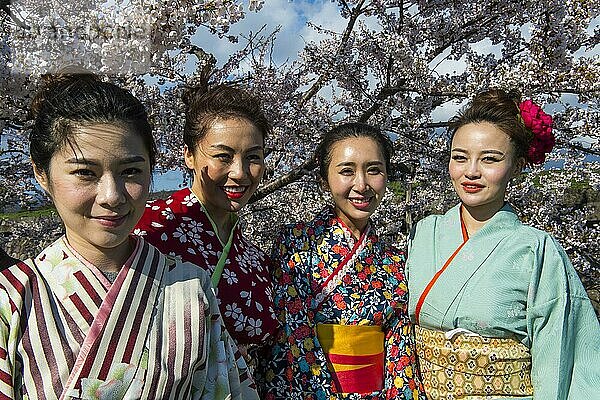 Als Geishas gekleidete Frauen stehen in den blühenden Kirschbäumen  Fort Goryokaku  Hakodate  Hokkaido  Japan  Asien