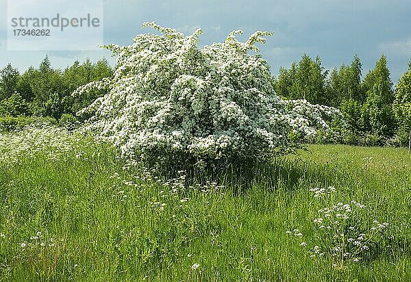 Blühende Schlehe  Schwarzdorn (Prunus spinosa) auf einer Wiese im Frühling in Ystad  Schonen  Skandinavien  Schweden  Europa