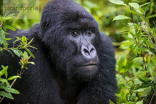 Berggorilla (Gorilla beringei beringei)  Virunga-Nationalpark  Ruanda  Afrika