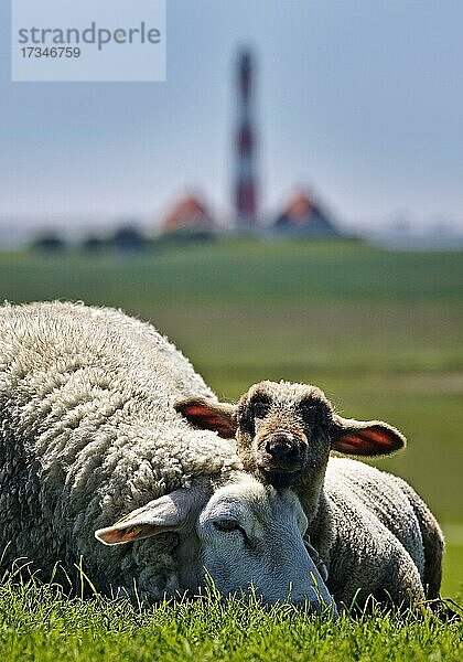 Schafe (Ovis gmelini aries)  Mutter und Jungtier vor dem Leuchtturm Westerhever  Nationalpark Wattenmeer  Nordfriesland  Schleswig-Holstein  Deutschland  Europa