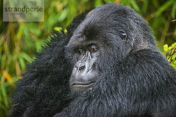 Berggorilla (Gorilla beringei beringei)  Virunga-Nationalpark  Ruanda  Afrika