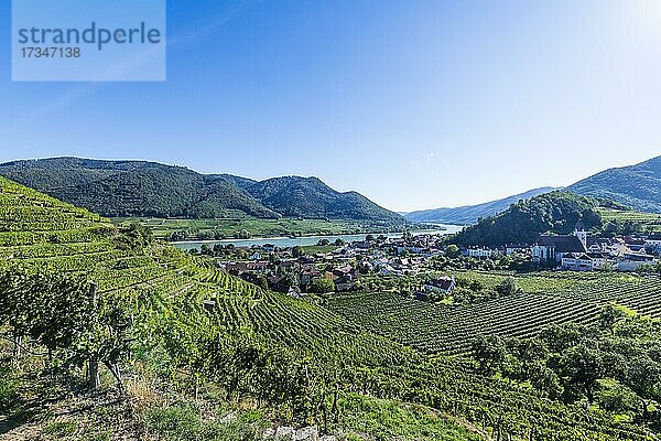 Weinberge oberhalb von Spitz in der Wachau  Österreich  Europa