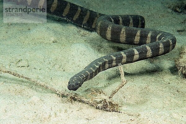 Indische Warzenschlange (Acrochordus granulatus)  nicht giftige Seeschlange  Philippinensee  Indischer Ozean  Philippinen  Asien