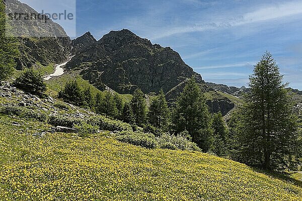 Aufstieg zur Schaubachhütte  Bergwiese mit Bütenteppich  gelb  Lärchen (Larix) nahe Bergdorf Sulden  Solda  Ortsteil der Gemeinde Stilfs  Suldental  Ortler-Alpen  Ortles  Vinschgau  Trentino-Südtirol  Italien  Europa