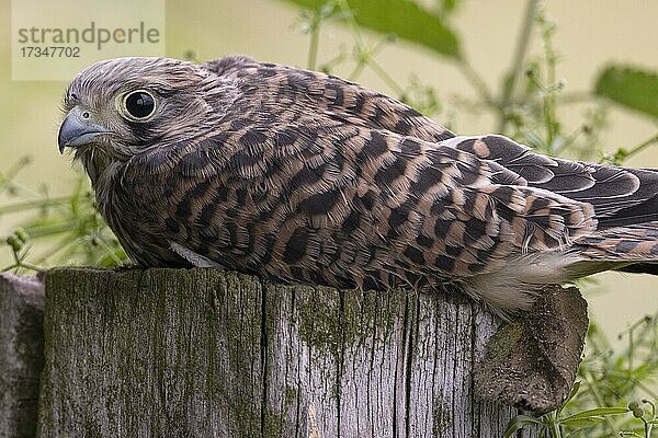 Turmfalke (Falco tinnunculus) Jungvogel sitzt aus einem Weidepfahl  Münsterland  Nordrhein-Westfalen  Deutschland  Europa