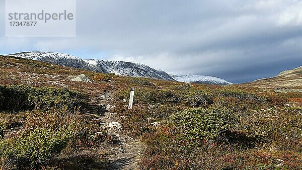 Tundra im Herbst  Dovrefjell?Sunndalsfjella Nationalpark  Norwegen  Europa