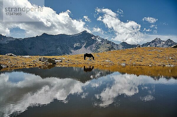 Bergsee mit Pferd und Spiegelung in der Nähe vom Petzeck  Schobergruppe in den Hohen Tauern  Kärnten  Österreich  Europa