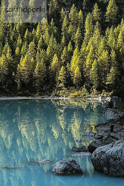 Türkisgrüner Sorapissee  Lago di Sorapis mit Spiegelung und herbstlichen Lärchen  Dolomiten  Belluno  Italien  Europa