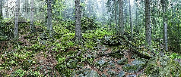 Bergfichten im Nebel  Höllbachgespreng  NP Bayerischer Wald  Deutschland  Europa
