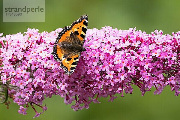 Kleiner Fuchs (Aglais urticae)  Schmetterling sitzt auf Sommerflieder  Hessen  Deutschland  Europa