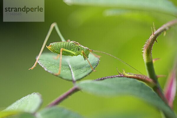 Grünes Heupferd (Tettigonia viridissima)  Deutschland  Europa