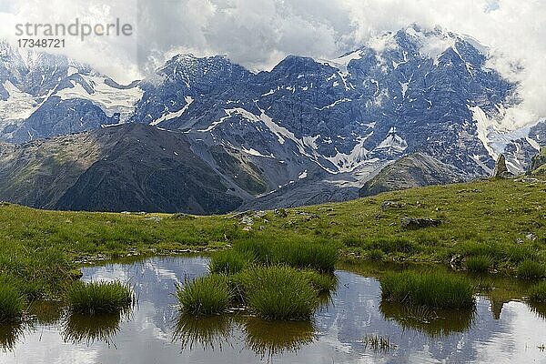 Kleiner Teich mit Grasbbüschel und Blick auf wolkenverhangenes Ortler-Massiv  nahe Bergdorf Sulden  Solda  Ortsteil der Gemeinde Stilfs  Suldental  Ortler-Alpen  Ortles  Vinschgau  Trentino-Südtirol  Italien  Europa