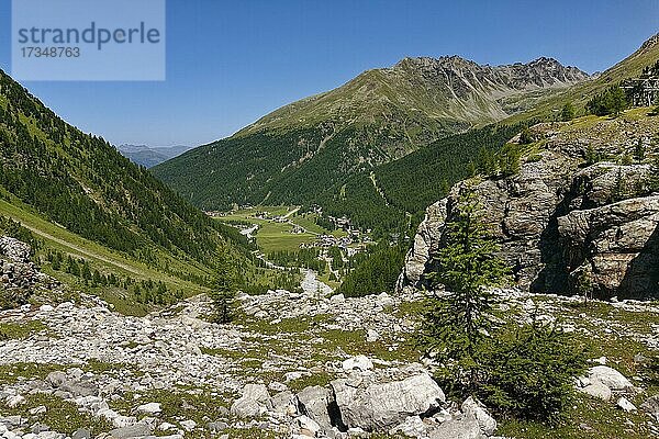 Aufstieg zur Schaubachhütte  Blick in hinteres Suldental  Lärchenwald (Larix)  oben rechts Vertainspitze  Bergdorf Sulden  Solda  Ortsteil der Gemeinde Stilfs  Suldental  Ortler-Alpen  Ortles  Vinschgau  Trentino-Südtirol  Italien  Europa