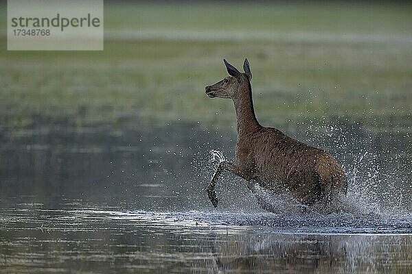 Rotwild (Cervus elaphus) aufgeschreckte Hirschkuh rennt durch Wasser  Lausitz  Sachsen  Deutschland  Europa