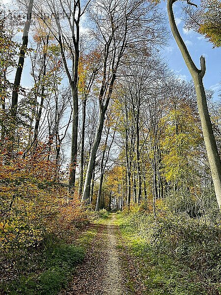 Wanderweg durch Herbstwald  südliches Münsterland  Nordrhrein-Westfalen  Deutschland  Europa