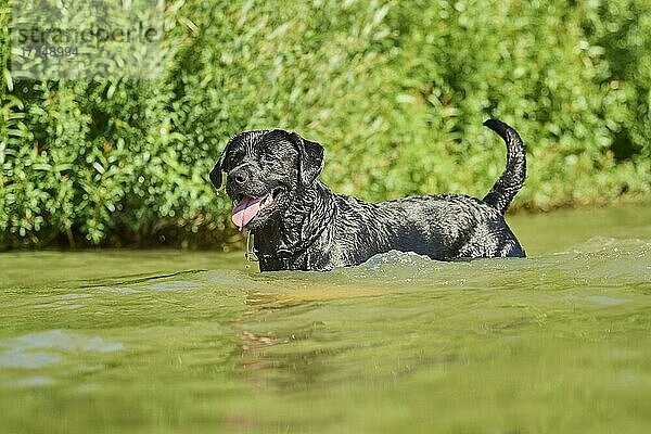 Schwarzer Labrador-Hund in einem See  Bayern  Deutschland  Europa