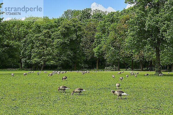 Graugans (Anser anser) oder Graugans in einem Park in München  Bayern  Deutschland  Europa
