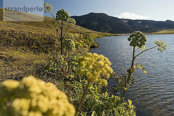 Engelwurz (Angelica archangelica)  Seeufer  Veiðivötn  isländisches Hochland  Island  Europa