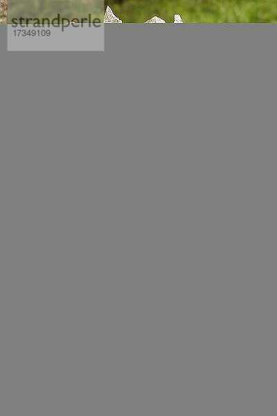 Holzskulptur des Suldener Künstlers Toni Reinstadler am Wurzelweg  Bergdorf Sulden  Solda  Ortsteil der Gemeinde Stilfs  Suldental  Ortler-Alpen  Ortles  Vinschgau  Trentino-Südtirol  Italien  Europa
