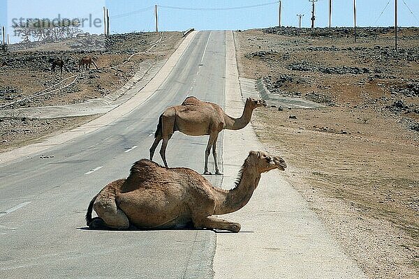 Wildes Arabisches Kamel (Camelus dromedarius) liegt steht auf Straße  Salalah  Oman  Asien