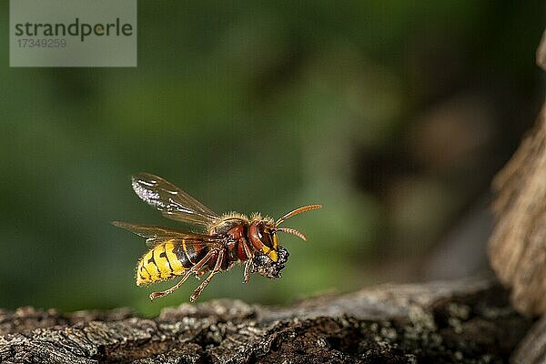 Hornisse (Vespa crabro) im Flug  Hessen  Deutschland  Europa