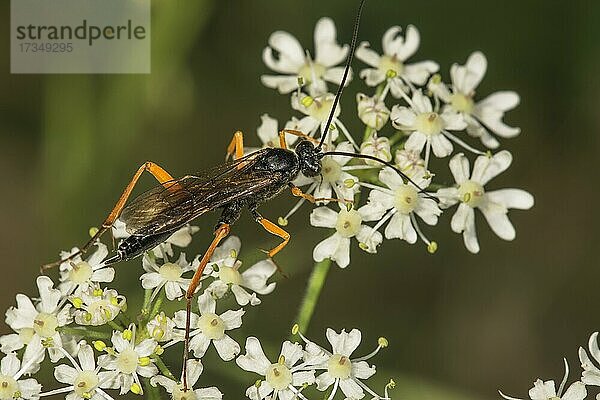 Schwarze Schlupfwespe (Pimpla instigator) auf Girsch (Aegopodium podagraria)  Baden-Württemberg  Deuztschland