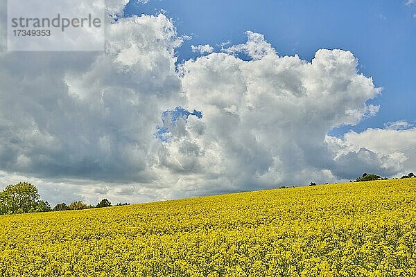 Blühender Raps (Brassica napus) auf einem Feld im Frühling  Bayern  Deutschland  Europa