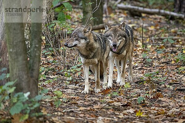 Wölfe (Canis lupus) auf dem Weg durch ihr Revier  Wildpark Gangelt  Deutschland  Europa