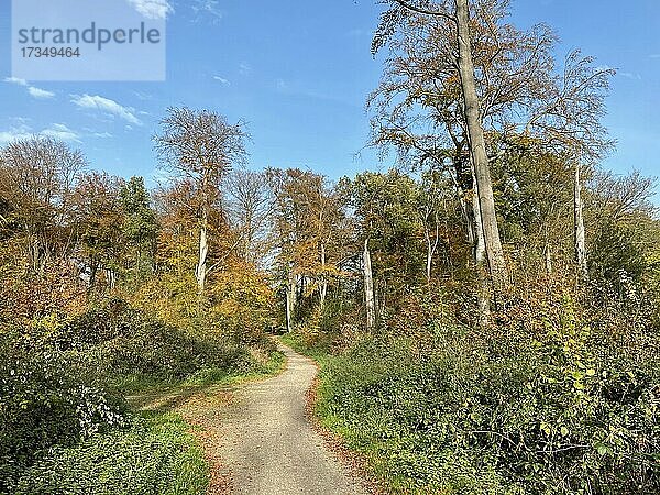 Wanderweg durch bewaldete Herbstlandschaft  südliches Münsterland  Nordrhrein-Westfalen  Deutschland  Europa