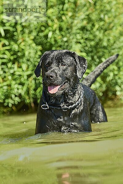 Schwarzer Labrador-Hund in einem See  Bayern  Deutschland  Europa