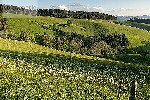 Einsames Bauernhaus in hügeliger Landschaft  Frühling  St.Märgen  Schwarzwald  Baden-Württemberg  Deutschland  Europa