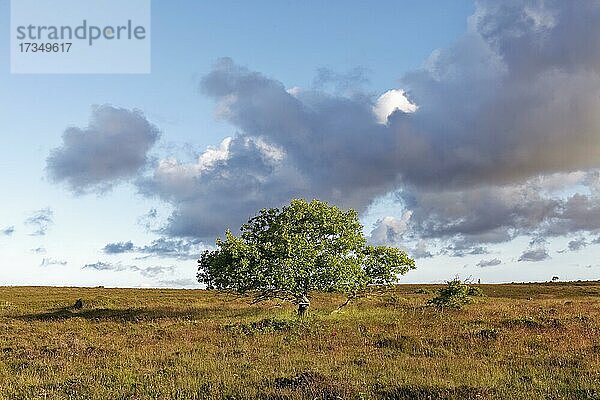 Braderuper Heide  Morgenstimmung  Naturschutzgebiet  Sylt  Ostfriesische Inseln  Schleswig-Holstein  Deutschland  Europa