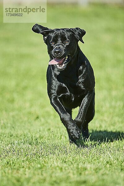 Schwarzer Labrador-Hund läuft auf einer Wiese  Bayern  Deutschland  Europa