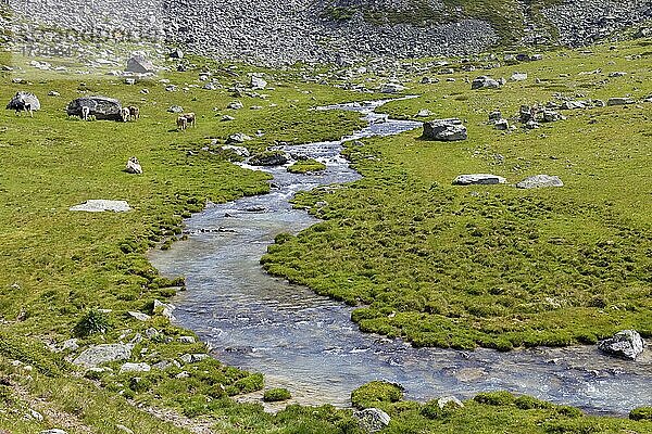 Aufstieg zur Düsseldorfer Hütte über Alm mit Gebirgsbach  Kühe weiden  nahe Bergdorf Sulden  Solda  Ortsteil der Gemeinde Stilfs  Suldental  Ortler-Alpen  Ortles  Vinschgau  Trentino-Südtirol  Italien  Europa