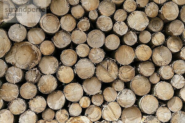 Holzindustrie  Aufgestapelte Baumstämme  Baden-Württemberg  Deutschland  Europa
