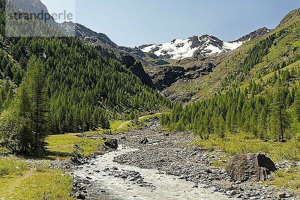 Hinteres Suldental mit Suldenbach  Lärchenwald (Larix)  Weg zur Schaubachütte  links oben Seilbahn  hinten Mitte Suldenspitze  nahe Bergdorf Sulden  Solda  Ortsteil der Gemeinde Stilfs  Suldental  Ortler-Alpen  Ortles  Vinschgau  Trentino-Südtirol  Italien  Europa