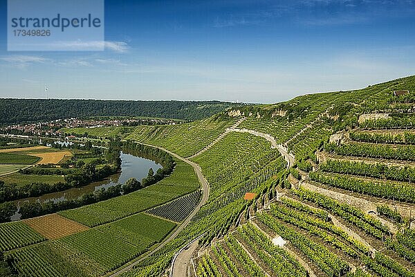 Neckarschleife und Weinberge  Mundelsheim  Neckar  Neckartal  Baden-Württemberg  Deutschland  Europa