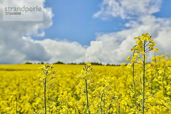 Blühender Raps (Brassica napus) auf einem Feld im Frühling  Bayern  Deutschland  Europa